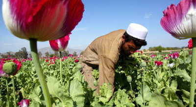 Afghanistan, sede di immense distese di papaveri, che ne rappresentano la coltura più redditizia